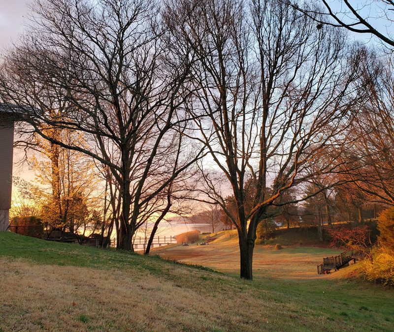 Tree and Shrub Pruning