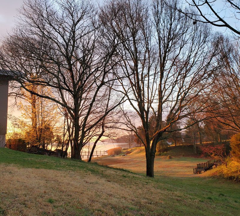 Tree and Shrub Pruning