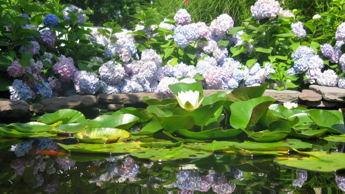 Hydrangeas heavy with bloom!