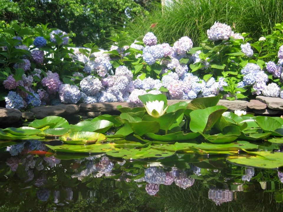 Hydrangeas heavy with bloom!